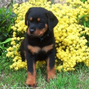 Photo de Rottweiler