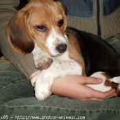 Photo de Beagle