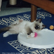 Photo de Ragdoll