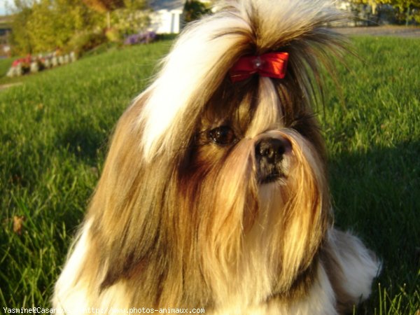 Photo de Shih tzu