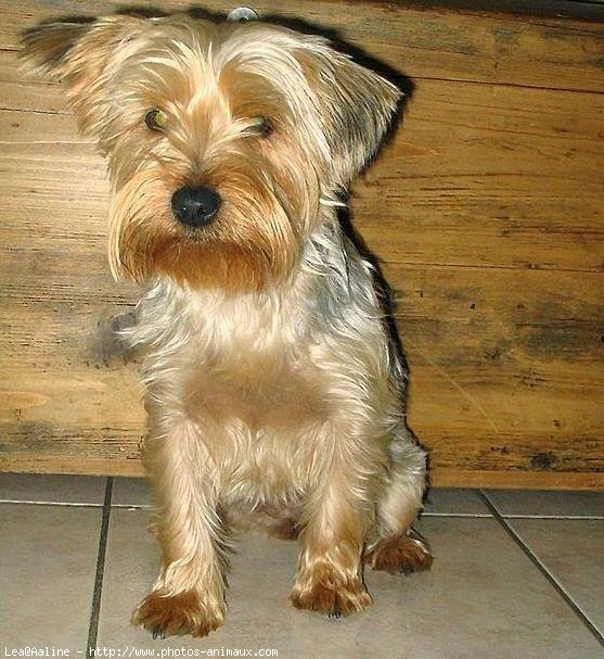 Photo de Yorkshire terrier