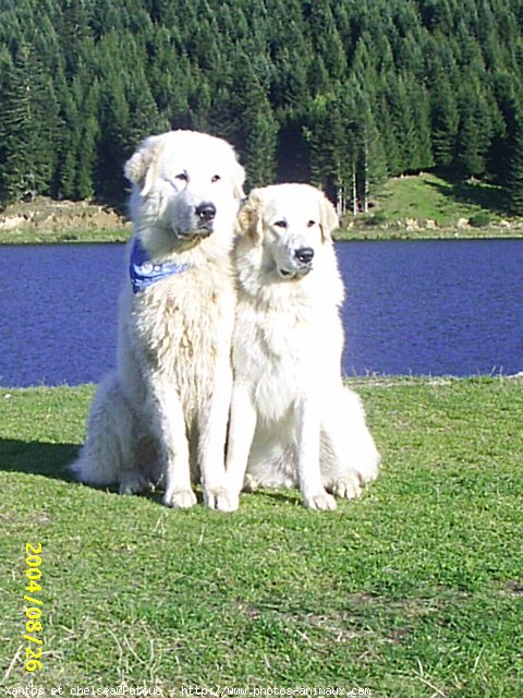 Photo de Chien de montagne des pyrnes