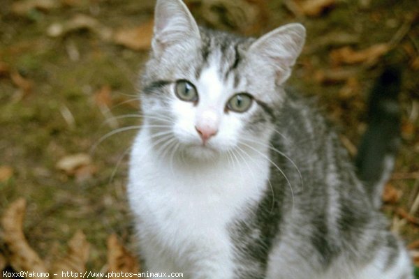 Photo de Chat domestique