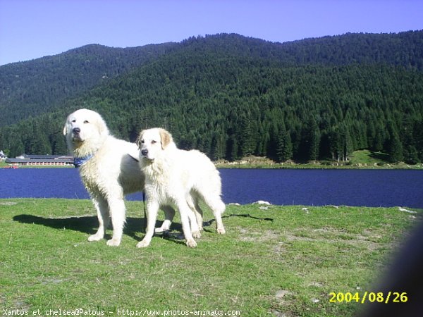 Photo de Chien de montagne des pyrnes