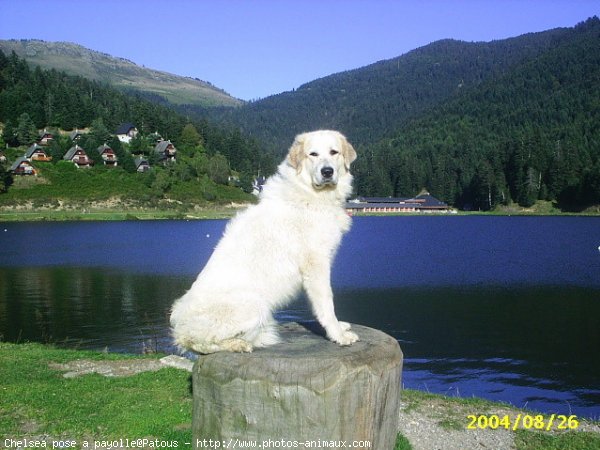 Photo de Chien de montagne des pyrnes