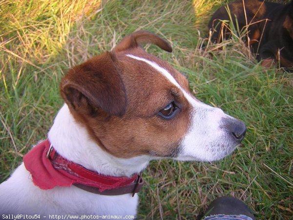 Photo de Jack russell terrier