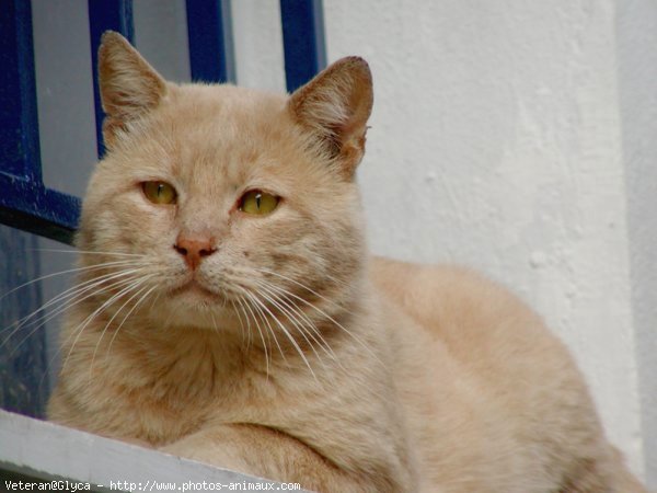 Photo de Chat domestique