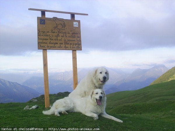 Photo de Chien de montagne des pyrnes