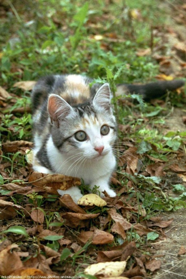 Photo de Chat domestique