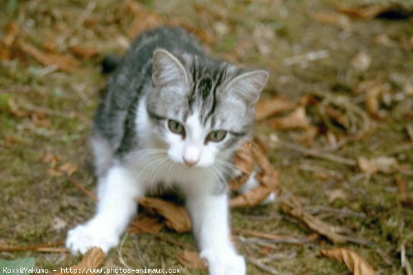 Photo de Chat domestique