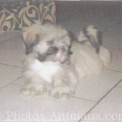 Photo de Lhassa apso