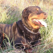 Photo de Rottweiler