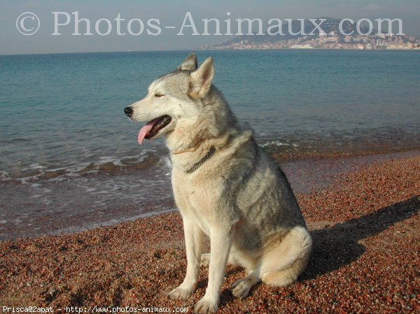 Photo de Husky siberien