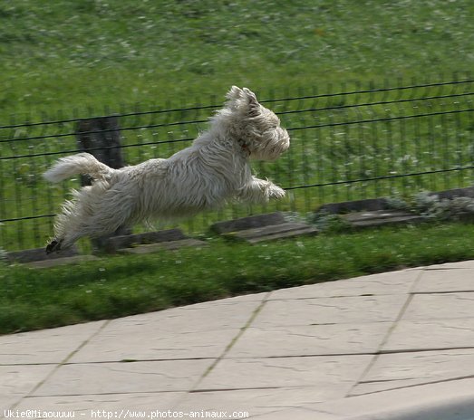 Photo de West highland white terrier