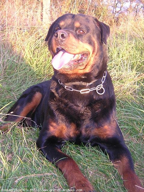 Photo de Rottweiler