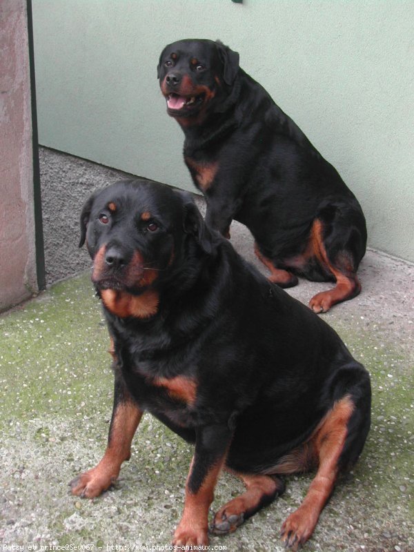 Photo de Rottweiler