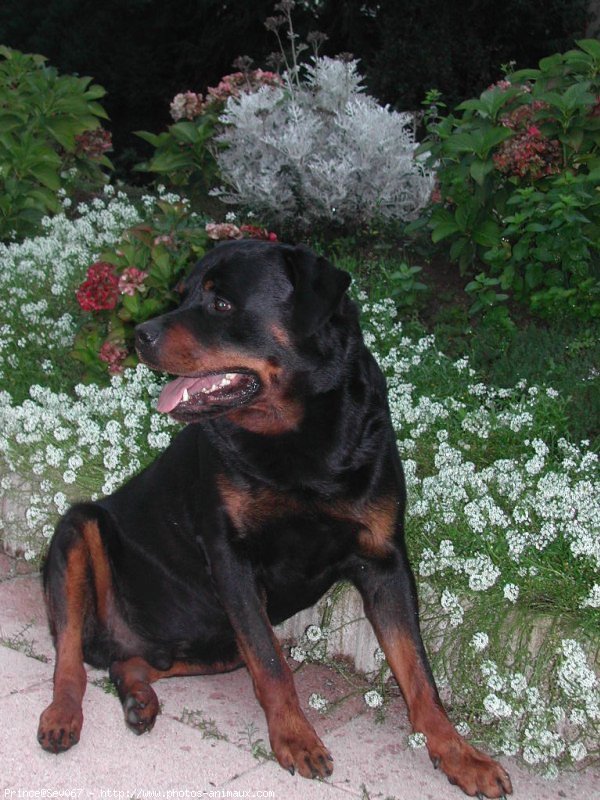 Photo de Rottweiler