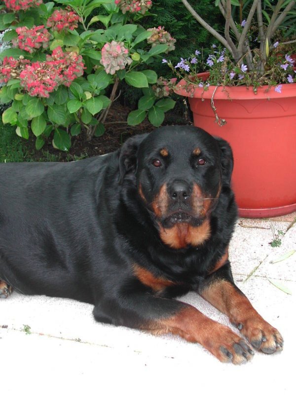 Photo de Rottweiler