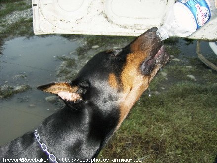 Photo de Dobermann