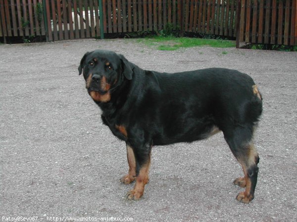 Photo de Rottweiler