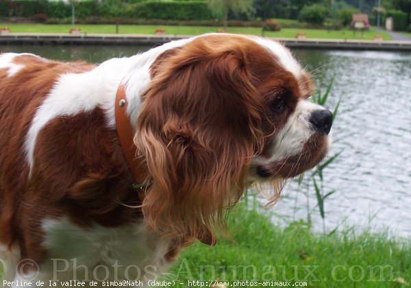 Photo de Cavalier king charles spaniel