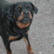 Photo de Rottweiler