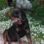 Photo de Rottweiler