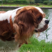 Photo de Cavalier king charles spaniel