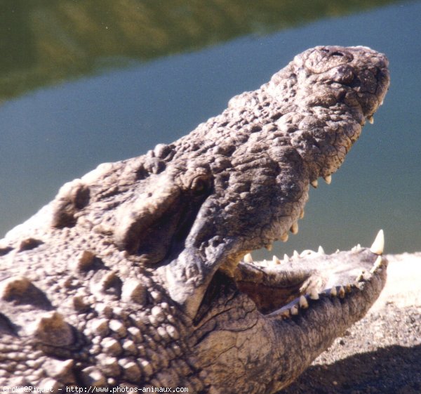 Photo de Crocodile