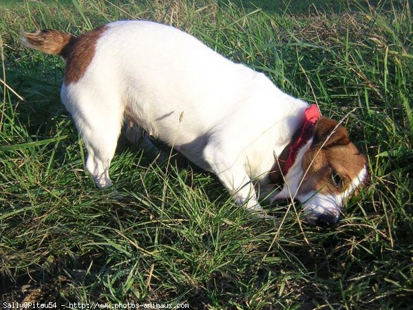 Photo de Jack russell terrier