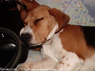 Photo de Beagle