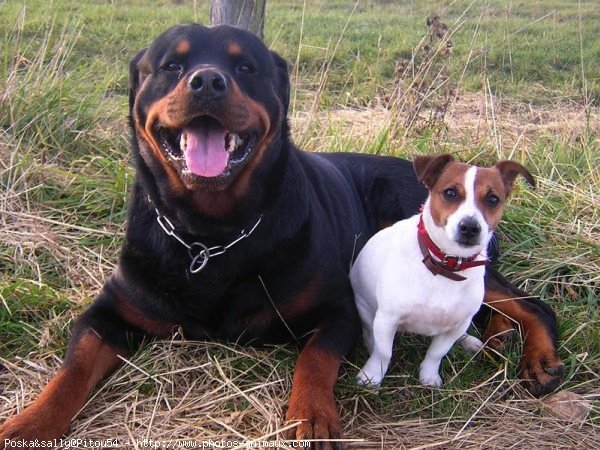 Photo de Rottweiler