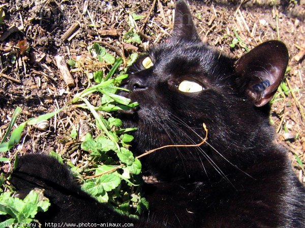 Photo de Chat domestique