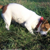 Photo de Jack russell terrier