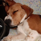 Photo de Beagle