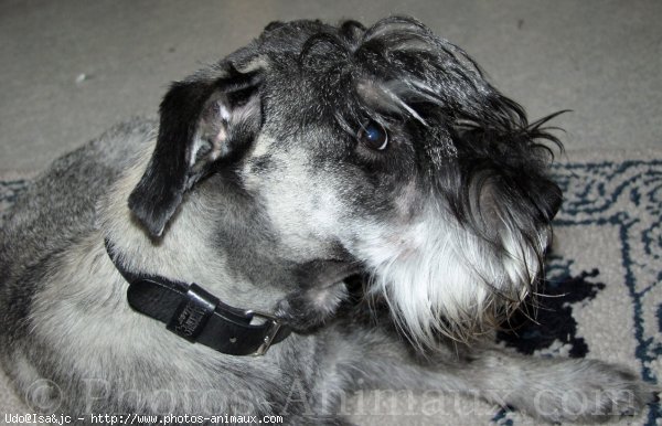 Photo de Schnauzer gant