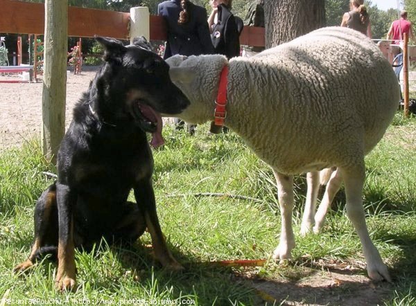 Photo de Berger de beauce