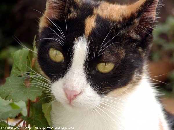 Photo de Chat domestique