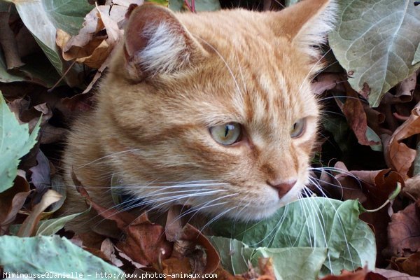 Photo de Chat domestique