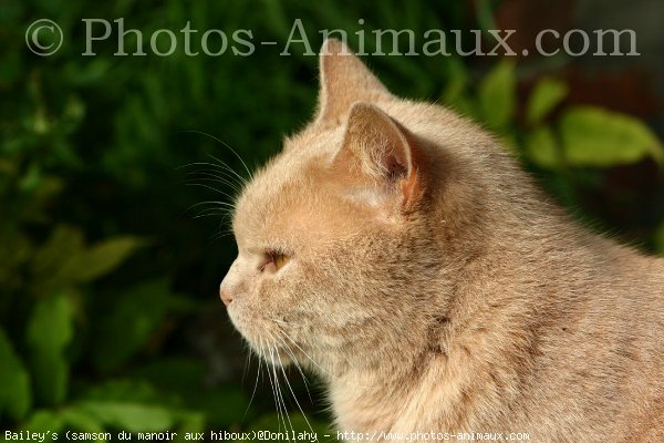 Photo de British shorthair