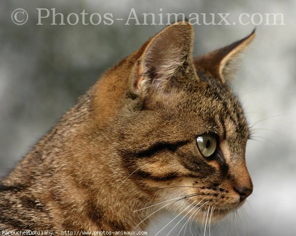 Photo de Chat domestique