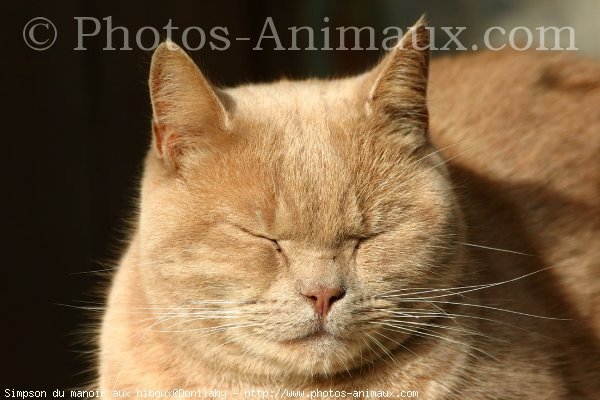 Photo de British shorthair