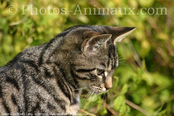 Photo de Chat domestique