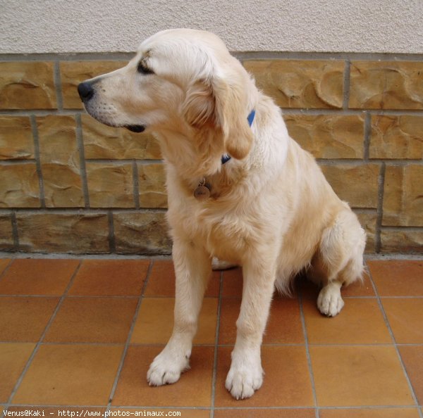 Photo de Golden retriever