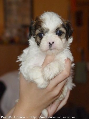 Photo de Shih tzu