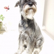 Photo de Schnauzer gant