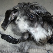 Photo de Schnauzer gant