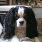 Photo de Cavalier king charles spaniel