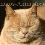 Photo de British shorthair