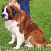 Photo de Saint-bernard poil long